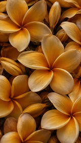 Poudre parfumé - Tiaré Poudrée