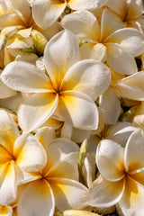 Fondant parfumé — Monoï des Îles