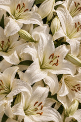 Fondant parfumé — Lys Blanc