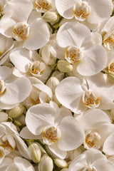 Fondant parfumé — Orchidée Blanche